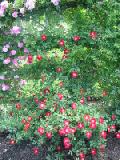 small red with fairy pink climbers